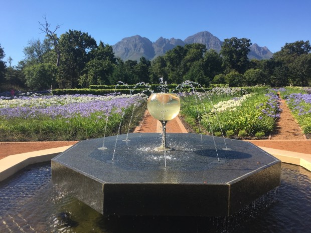 An interesting play on the surrounding vineyard at Vergelegen