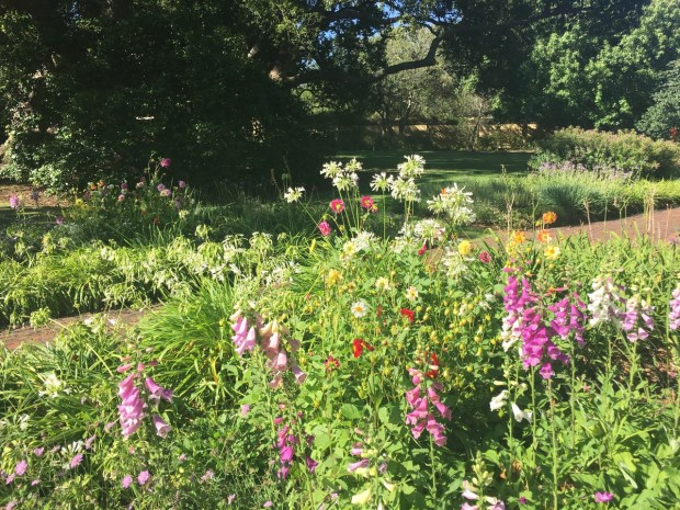 I loved the jumble of colours at Vergelegen