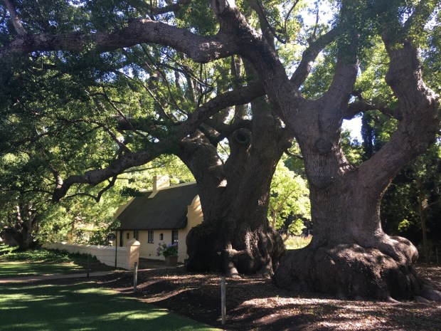 Incredible camphor trees, said to be at least 300 years old at Vergelegen
