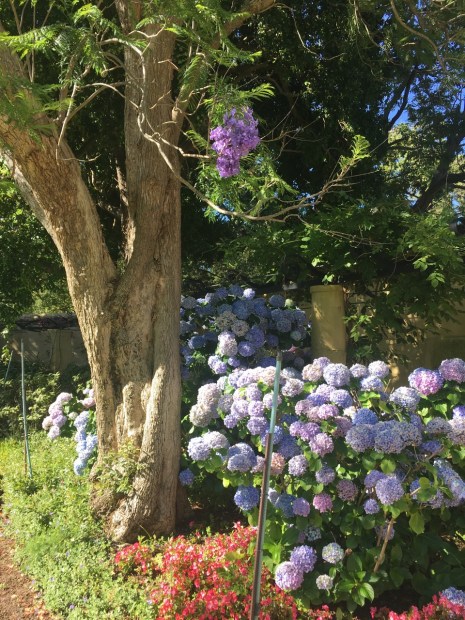 Not my favourite part of the garden but the Jacaranda, Hydrangea and Begonia combination really took me back...it could not have been more Sydney if it tried!