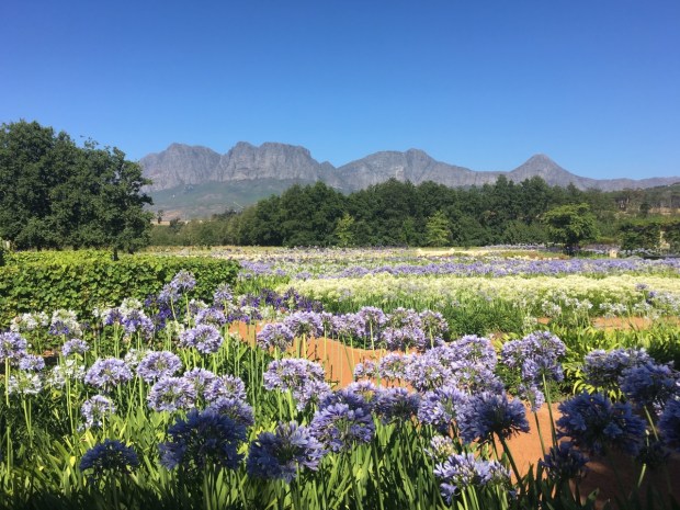 The aggies at Vergelegen Wine Estate gardens, Somerset West