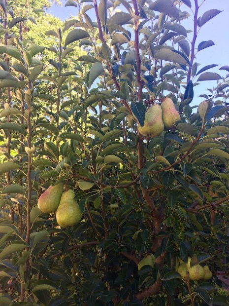 The most perfect looking pears at Vergelegen